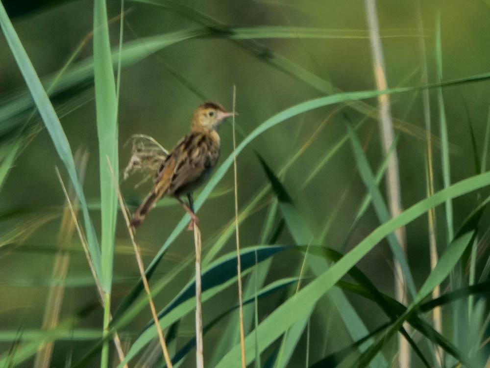 Cisticole des joncs Cisticola juncidis (Rafinesque, 1810)