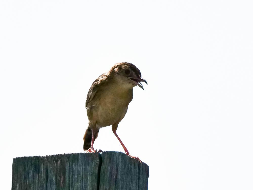Cisticole des joncs Cisticola juncidis (Rafinesque, 1810)
