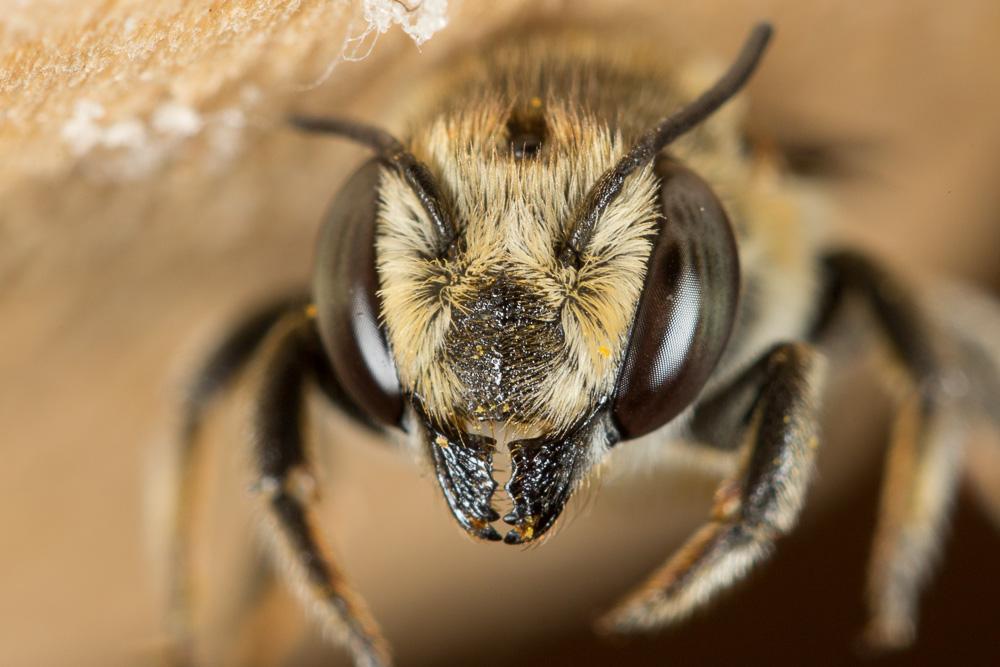  Megachile pilidens Alfken, 1924