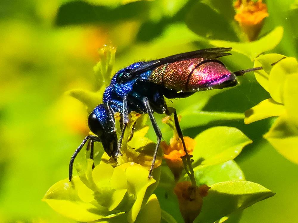  Chrysura refulgens