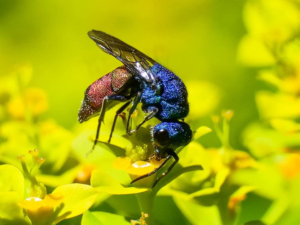  Chrysura refulgens
