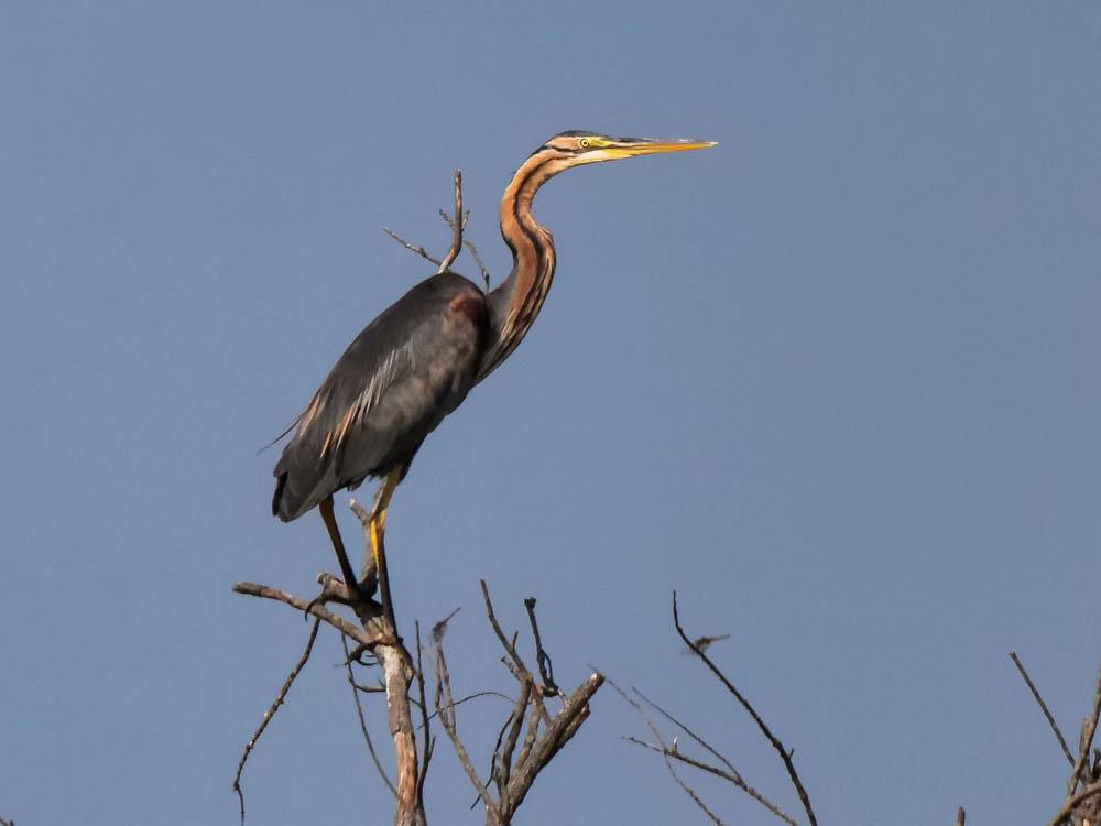 Héron pourpré Ardea purpurea Linnaeus, 1766
