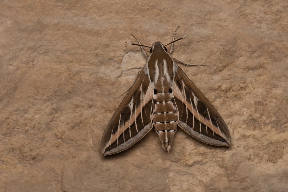 Sphinx livournien (Le) Hyles livornica (Esper, 1780)