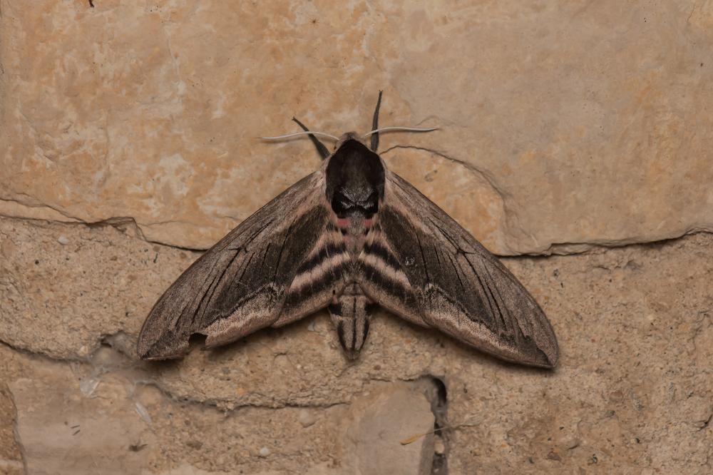 Sphinx du Troène (Le) Sphinx ligustri Linnaeus, 1758