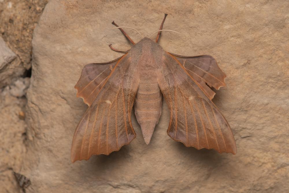 Sphinx du Peuplier (Le) Laothoe populi (Linnaeus, 1758)