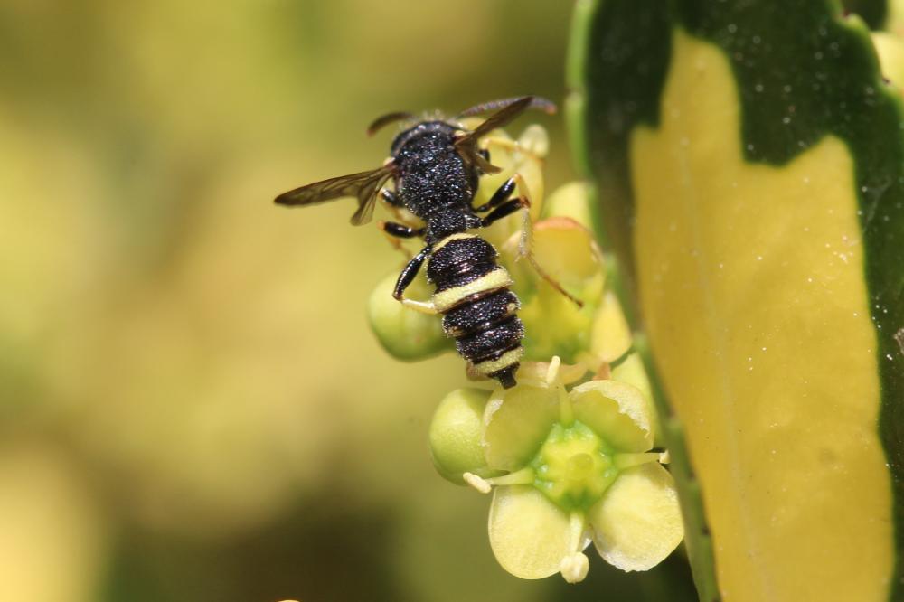 Cerceris bupresticida Dufour, 1841