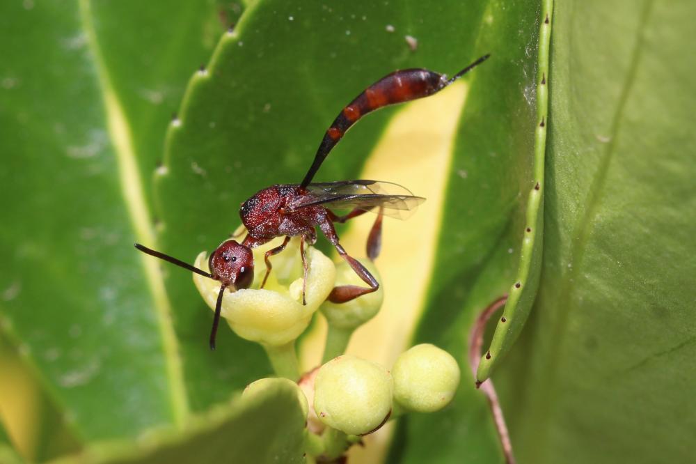  Gasteruption hastator (Fabricius, 1804)