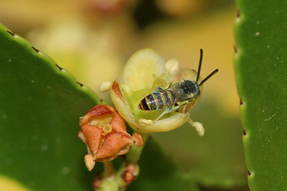  Nomioides facilis (Smith, 1853)