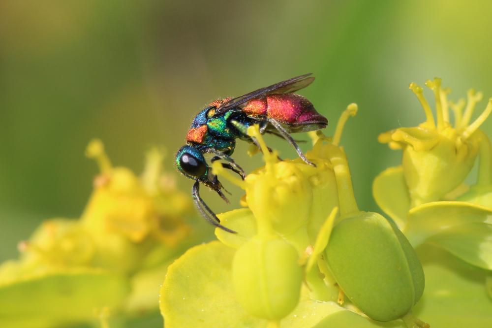  Pseudochrysis uniformis
