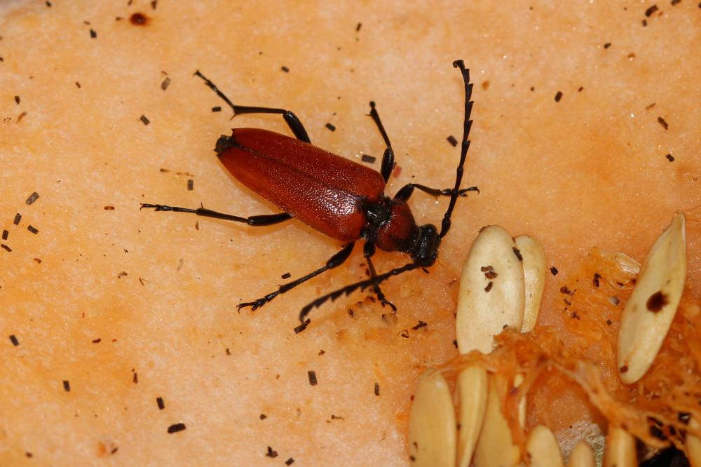 Stictoleptura fontenayi (Mulsant, 1839)