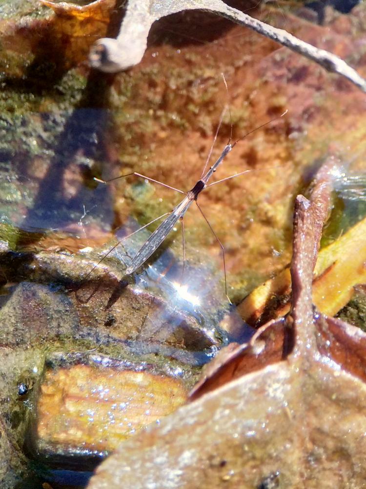 Hydromètre stagnant, Hydromètre des étangs Hydrometra stagnorum (Linnaeus, 1758)