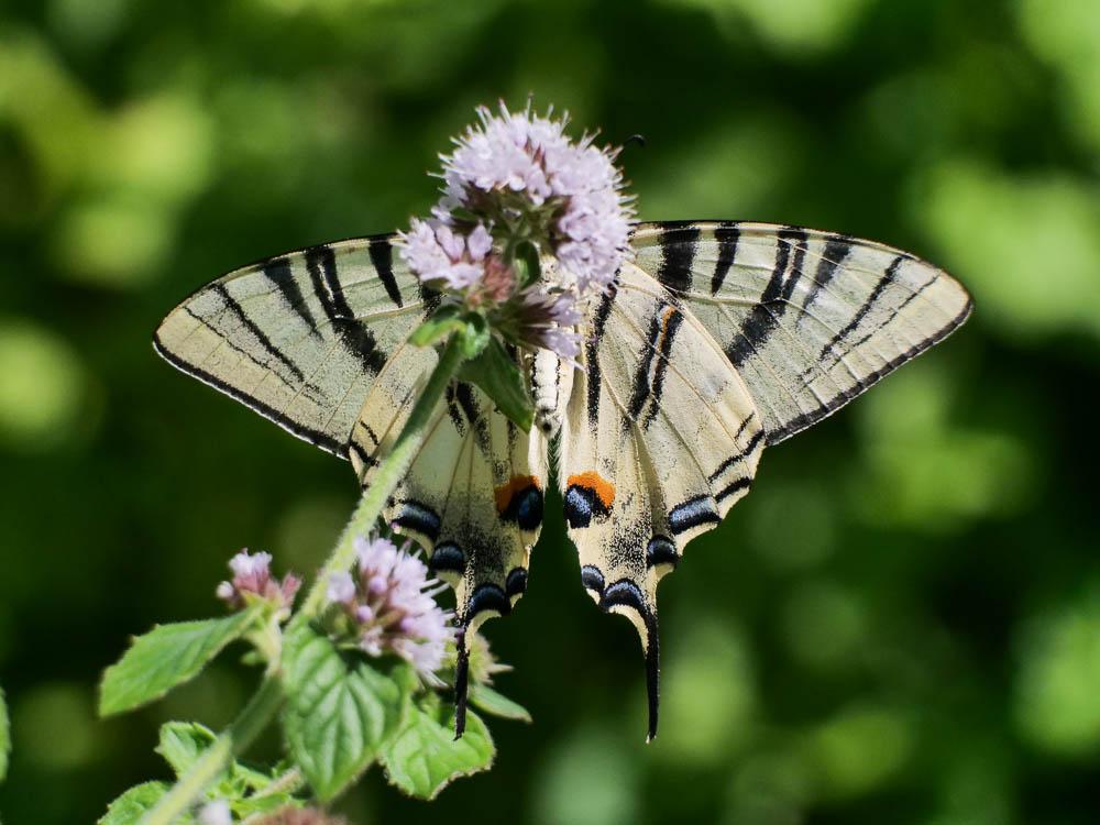 Flambé (Le) Iphiclides podalirius (Linnaeus, 1758)