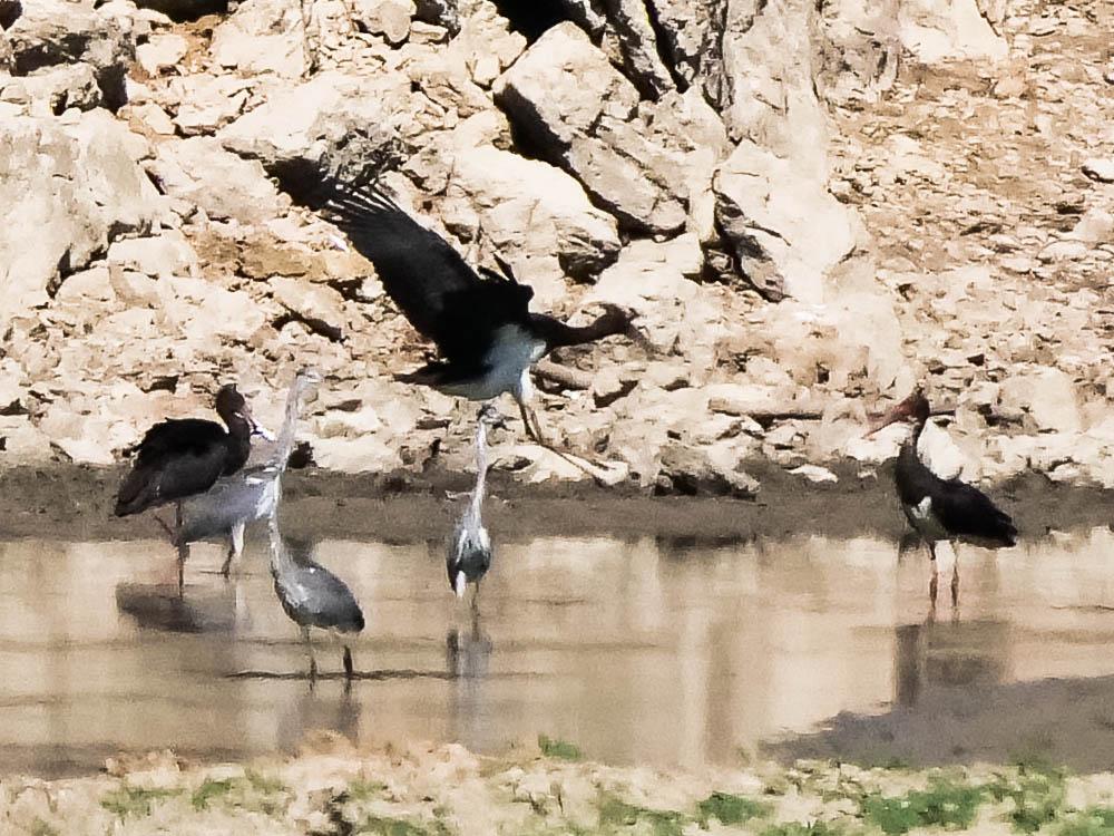 Cigogne noire Ciconia nigra (Linnaeus, 1758)
