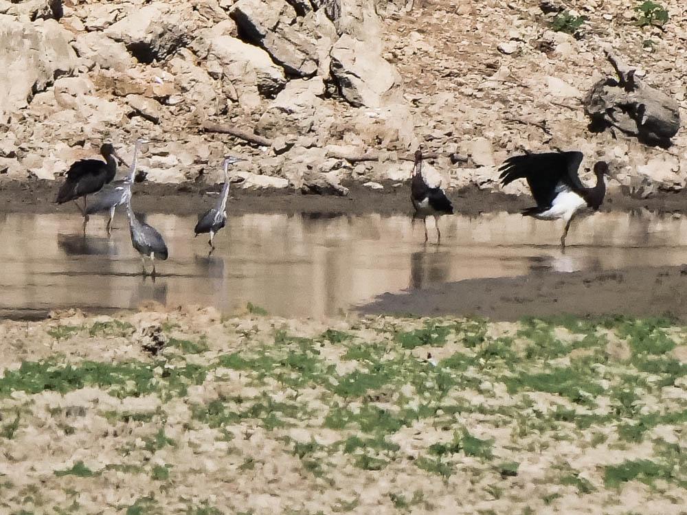 Cigogne noire Ciconia nigra (Linnaeus, 1758)