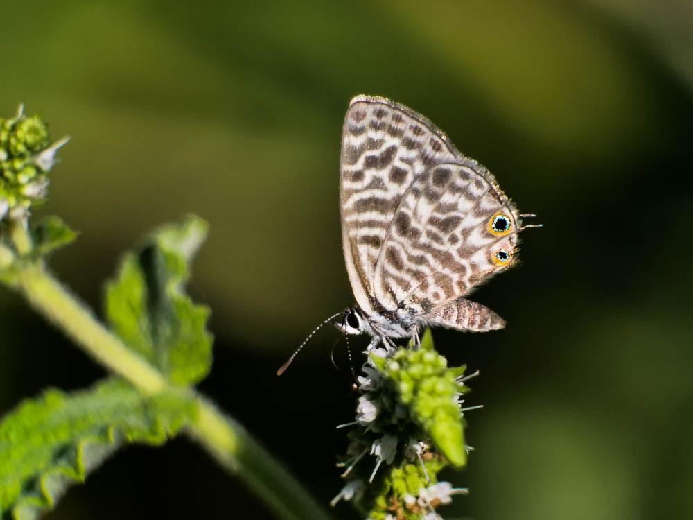 Azuré de la Luzerne (L'), Azuré de Lang (L'), Argu Leptotes pirithous (Linnaeus, 1767)