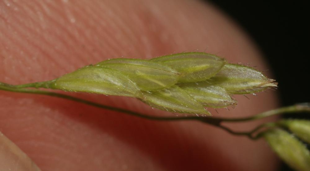 Léersie faux Riz Leersia oryzoides (L.) Sw., 1788