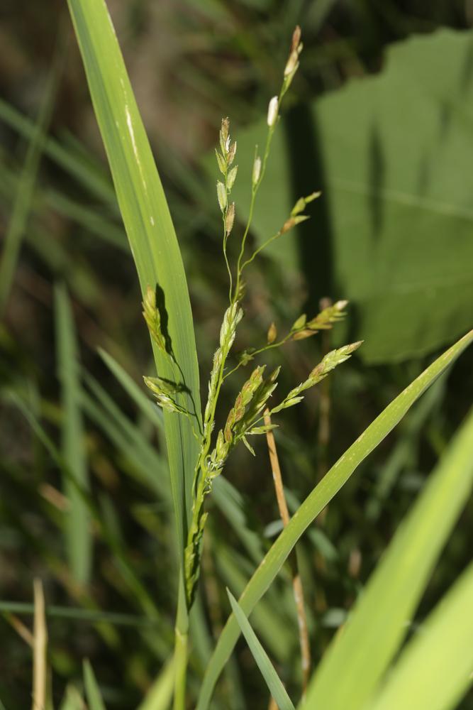 Léersie faux Riz Leersia oryzoides (L.) Sw., 1788