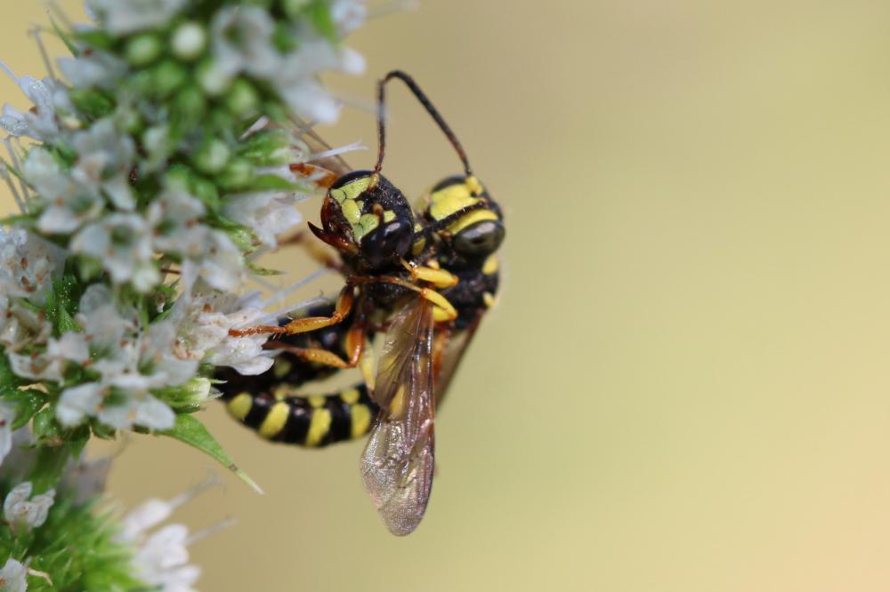 Cerceris arenaria (Linnaeus, 1758)