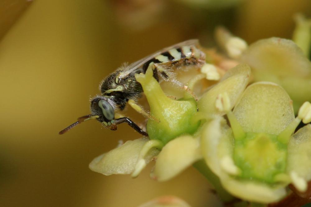 Ceylalictus variegatus (Olivier, 1789)