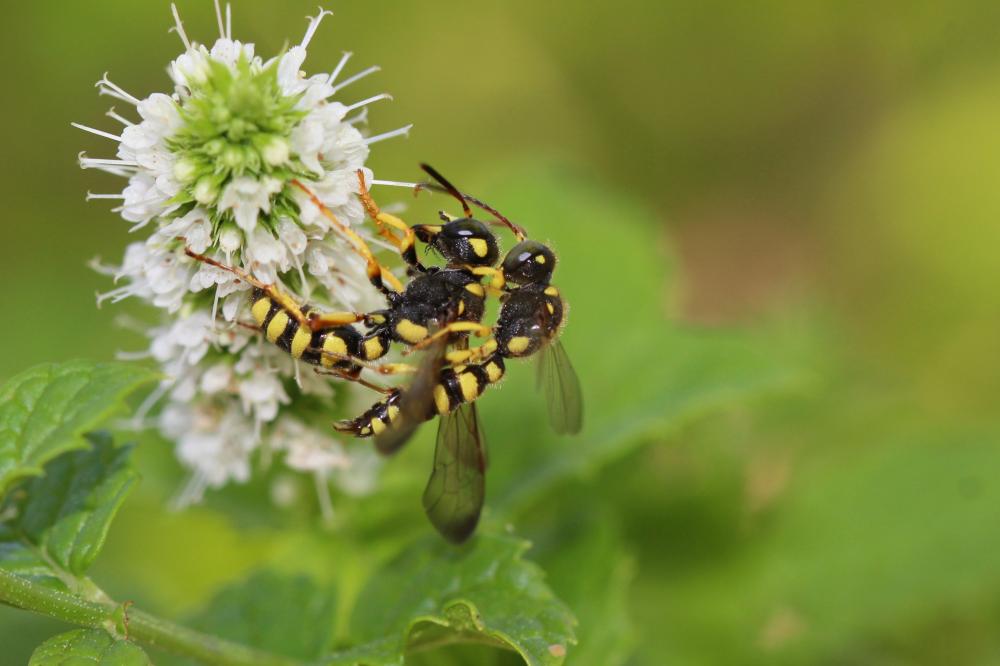  Cerceris flavilabris (Fabricius, 1793)