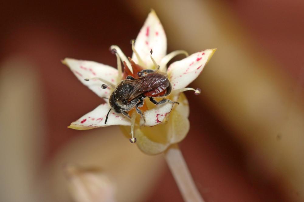  Osmia andrenoides Spinola, 1808