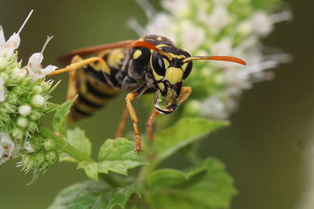 Guêpe poliste Polistes dominula (Christ, 1791)
