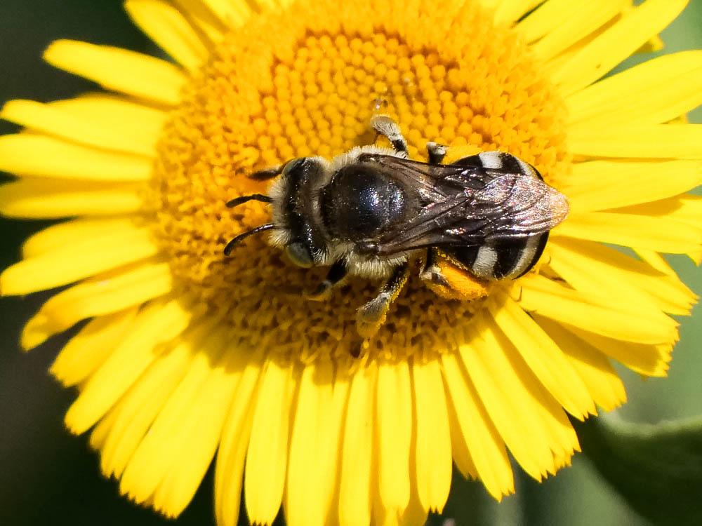 Eucère troussée Tetraloniella alticincta (Lepeletier, 1841)