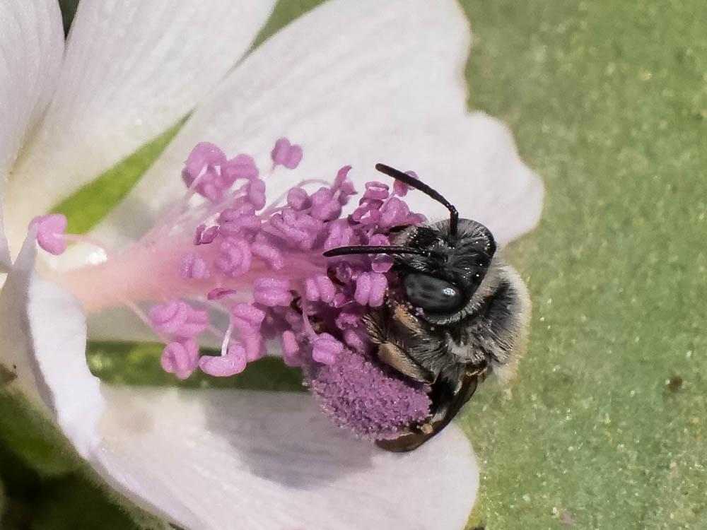 Eucère naine Tetraloniella nana (Morawitz, 1874)
