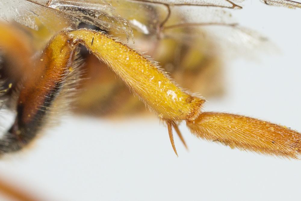 Nomada agrestis Fabricius, 1787