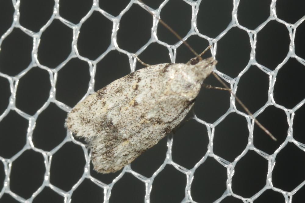 Symmoca signatella Herrich-Schäffer, 1854