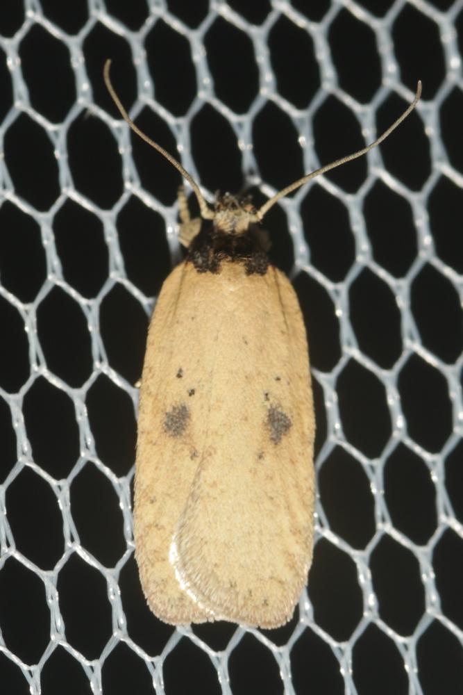  Agonopterix subpropinquella (Stainton, 1849)