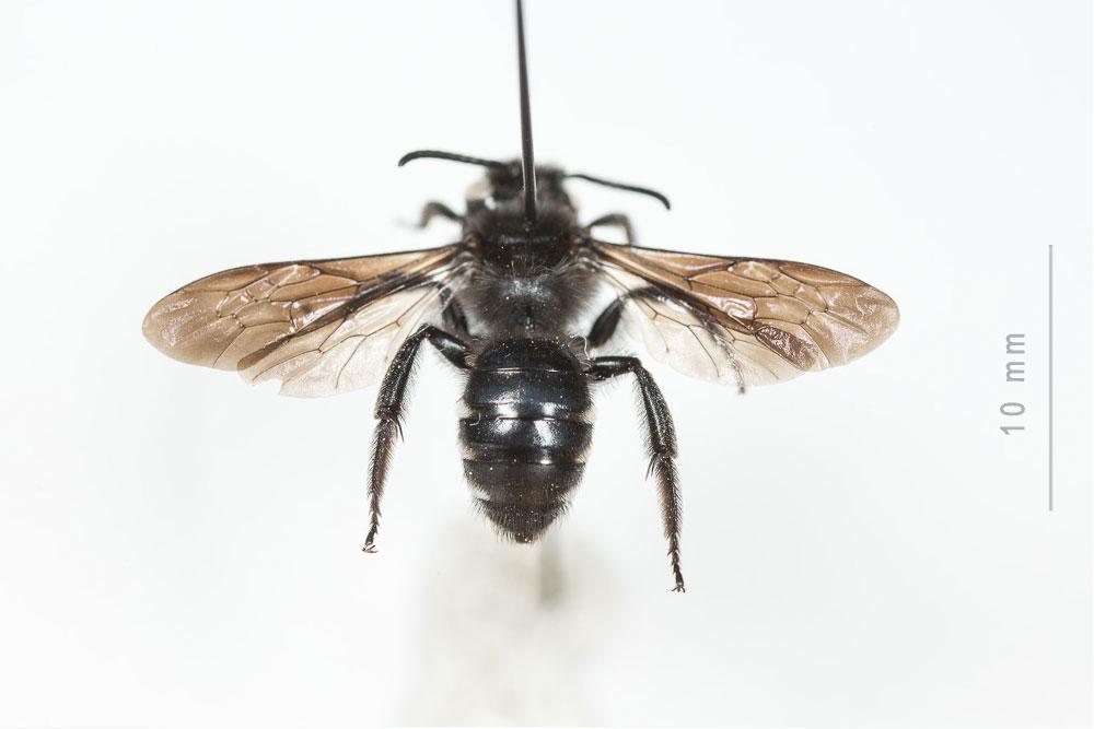 Andrena albopunctata (Rossi, 1792)