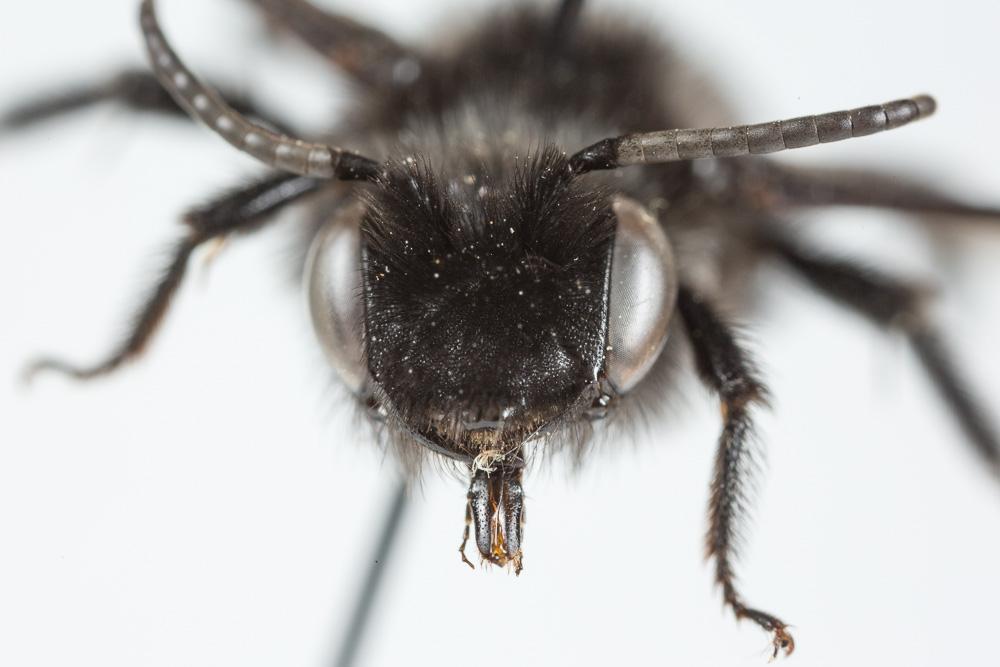 Andrena albopunctata (Rossi, 1792)