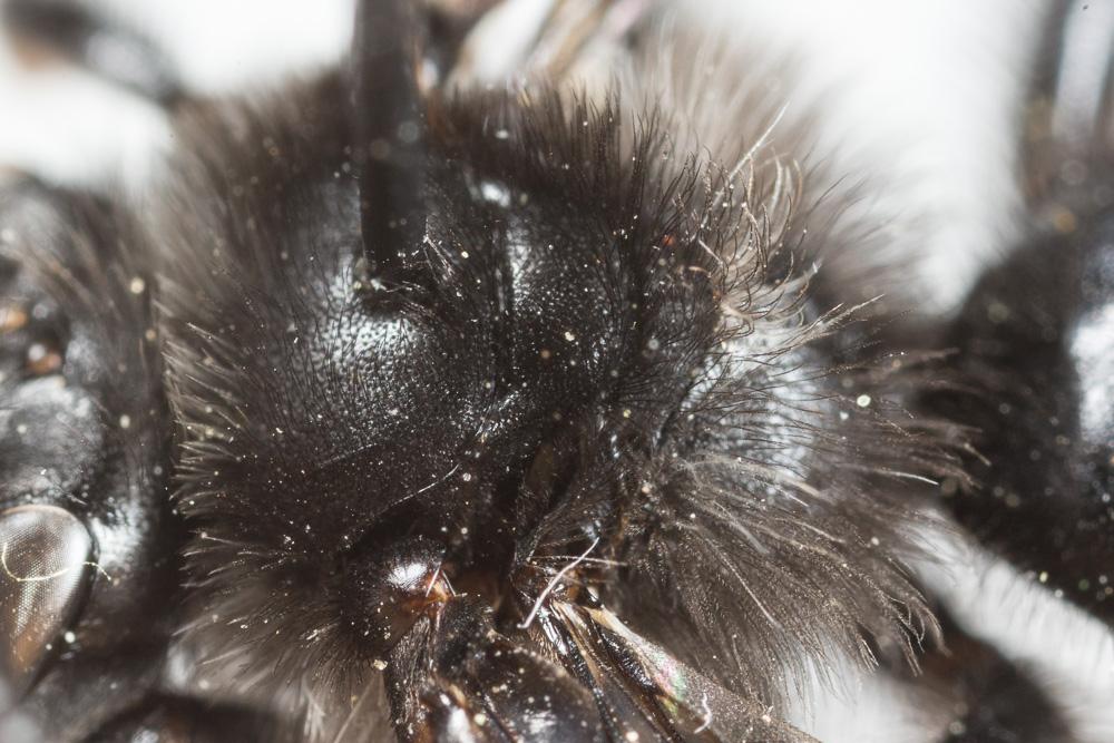 Andrena albopunctata (Rossi, 1792)