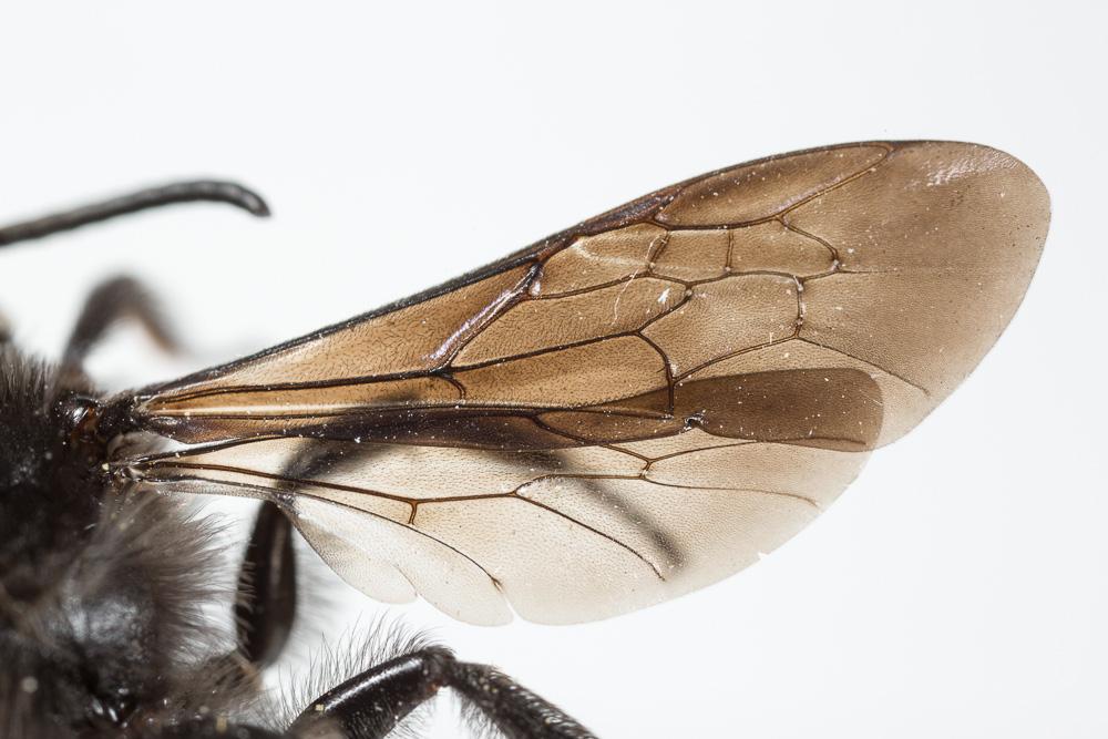 Andrena albopunctata (Rossi, 1792)