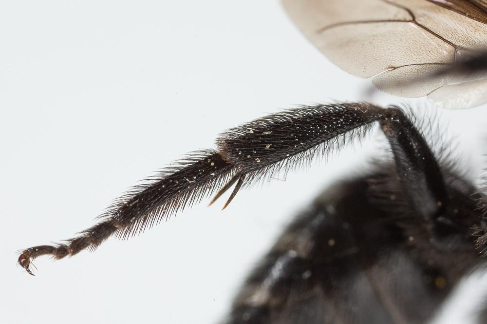  Andrena albopunctata (Rossi, 1792)