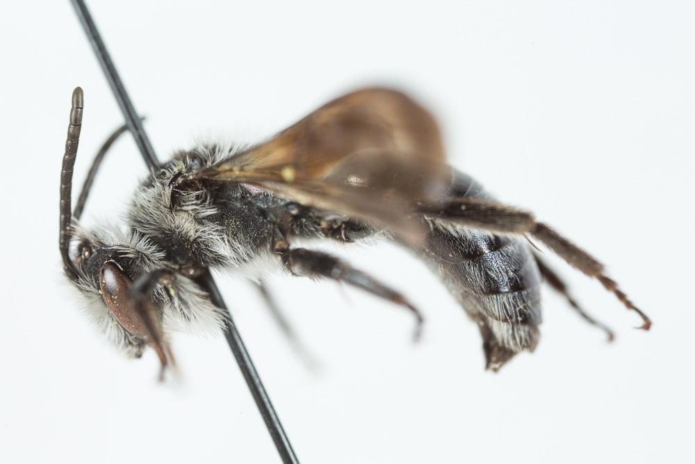 Andrena agilissima (Scopoli, 1770)