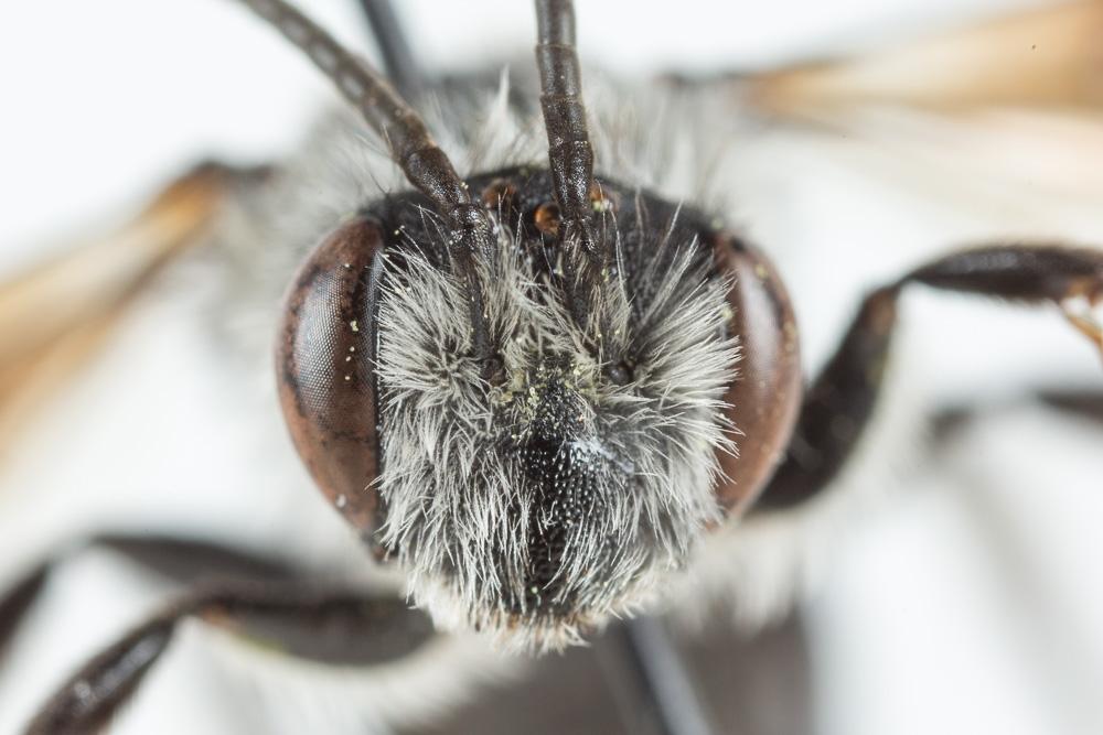 Andrena agilissima (Scopoli, 1770)