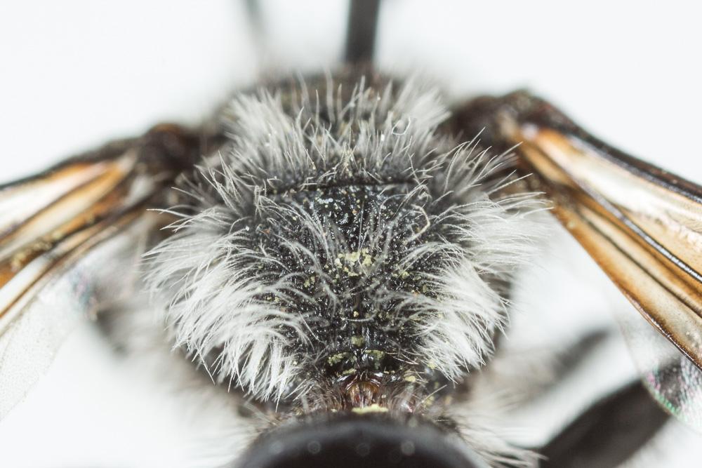  Andrena agilissima (Scopoli, 1770)