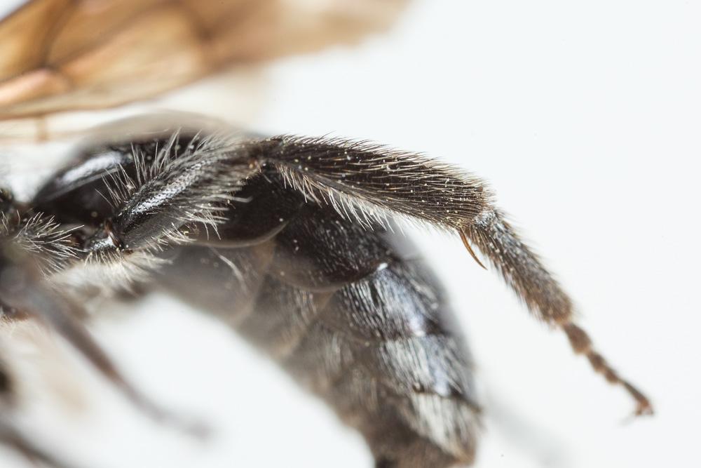 Andrena agilissima (Scopoli, 1770)