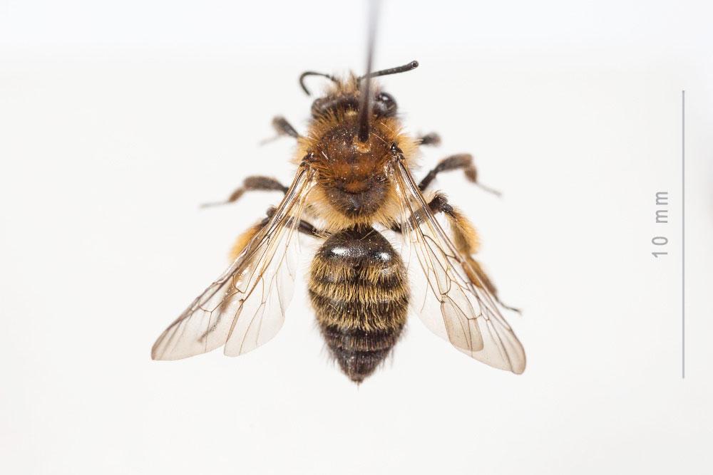 Andrena bicolor Fabricius, 1775