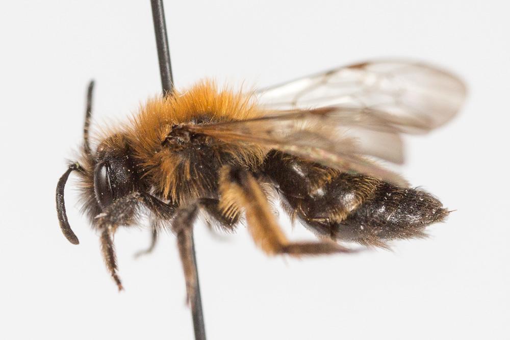 Andrena bicolor Fabricius, 1775