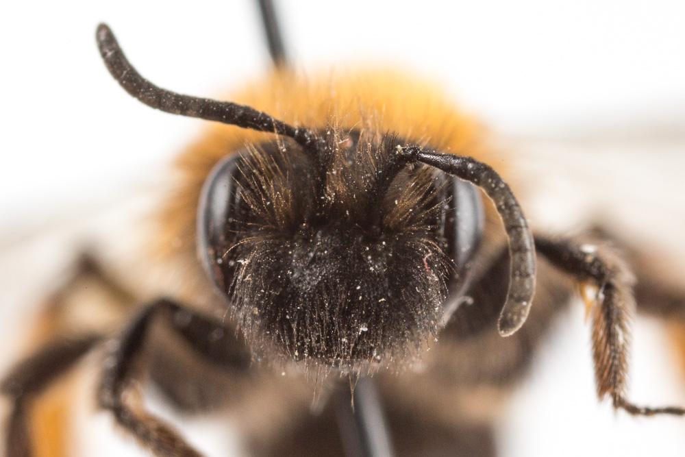 Andrena bicolor Fabricius, 1775