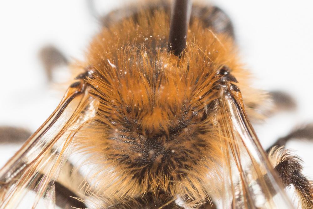  Andrena bicolor Fabricius, 1775
