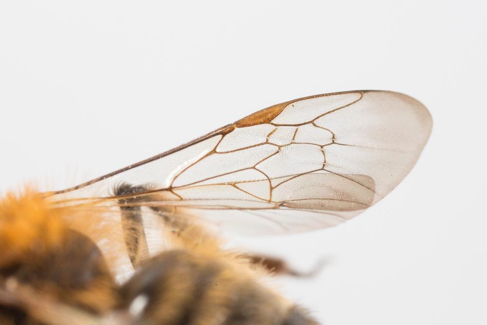 Andrena bicolor Fabricius, 1775