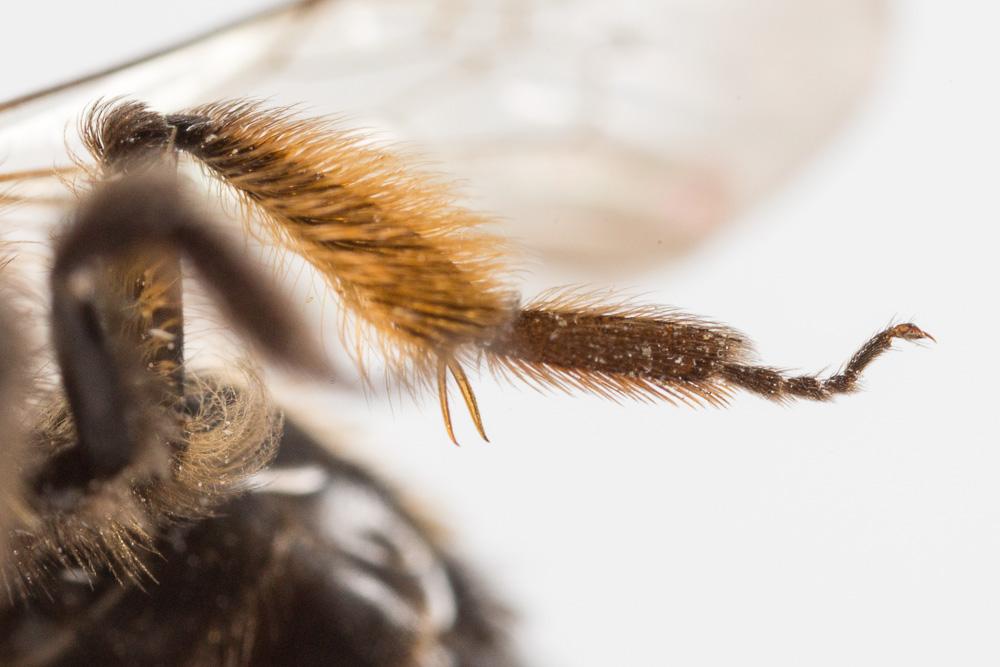  Andrena bicolor Fabricius, 1775