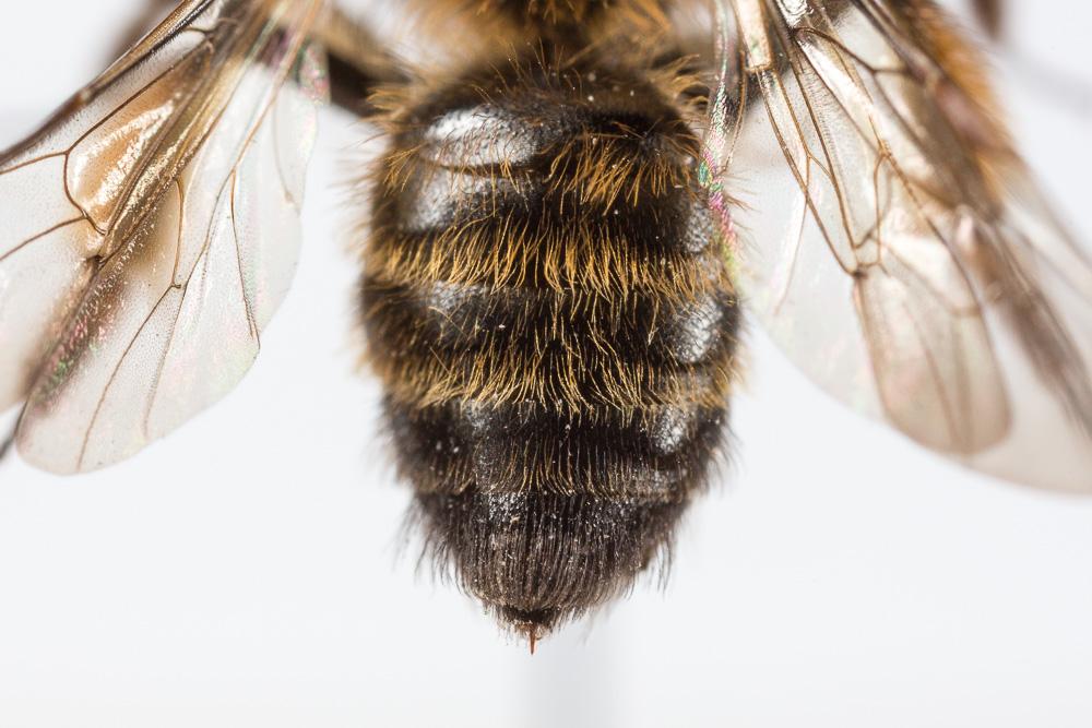 Andrena bicolor Fabricius, 1775