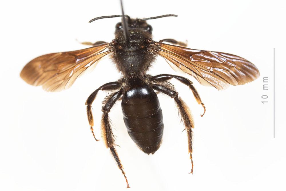  Andrena fuscosa Erichson, 1835