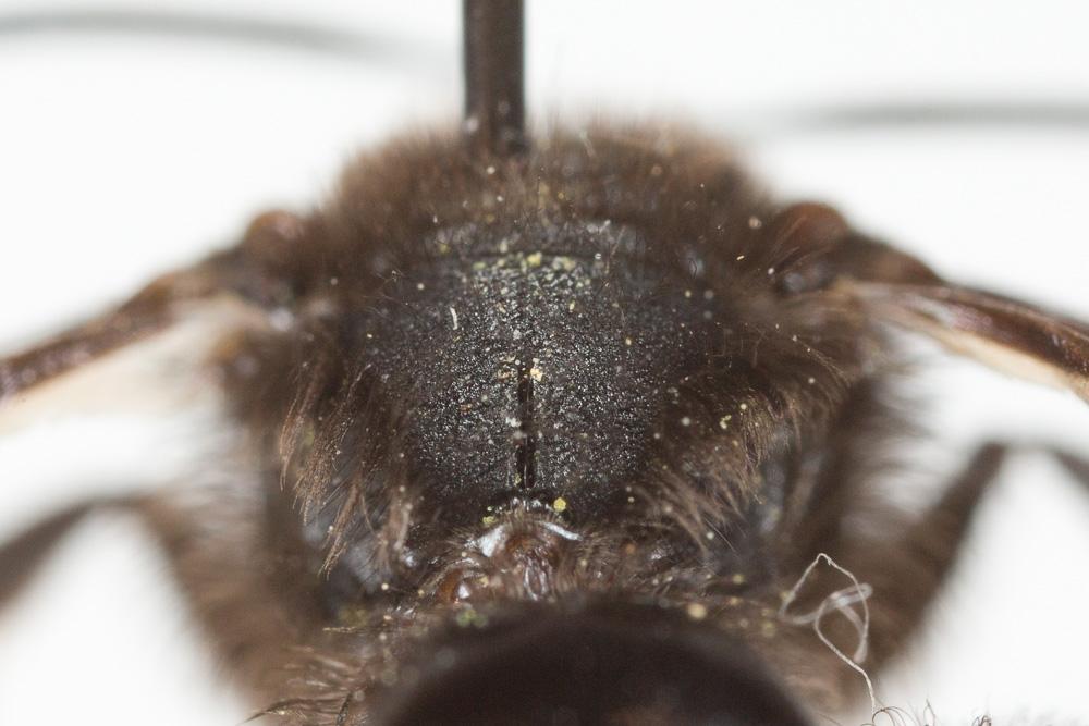 Andrena fuscosa Erichson, 1835