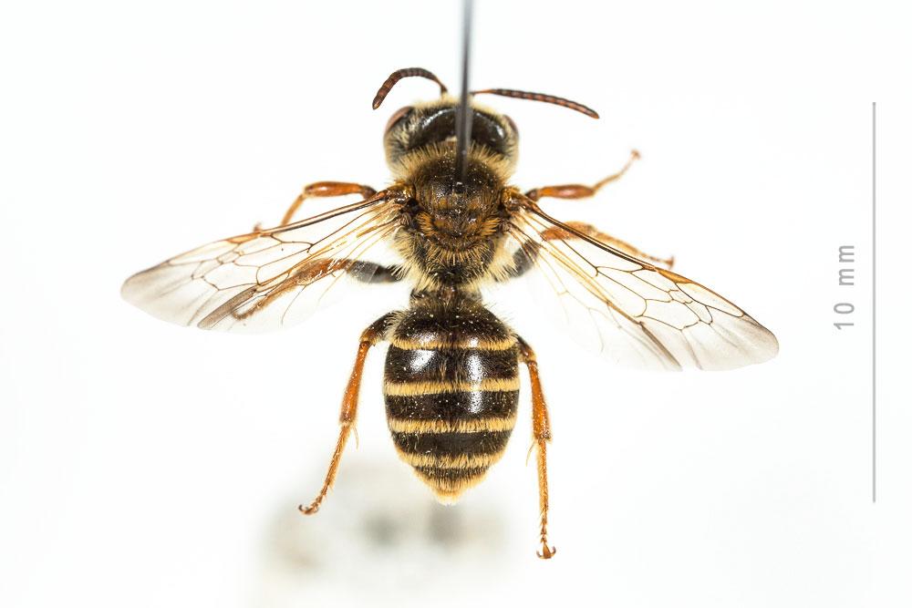 Andrena variabilis Smith, 1853